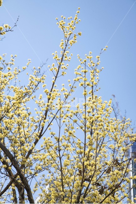 산수유,봄꽃,노랑,꽃나무,노랑꽃,plant,식물,식물,자연,plants,nature,꽃,flower