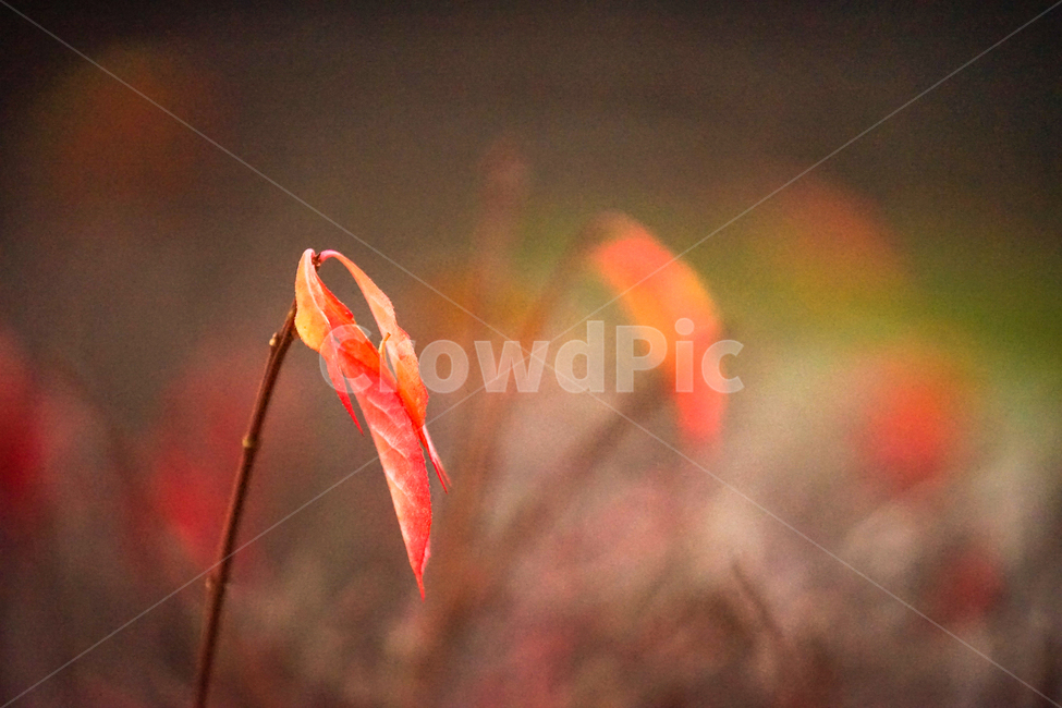 12월,초겨울,겨울,단풍,감성,식물,자연,가을,계절,fall,autumn,season,식물,자연,plants,nature,flare,플레어,light,빛,animal,동물,insect,곤충,invertebrate,무척추 동물
