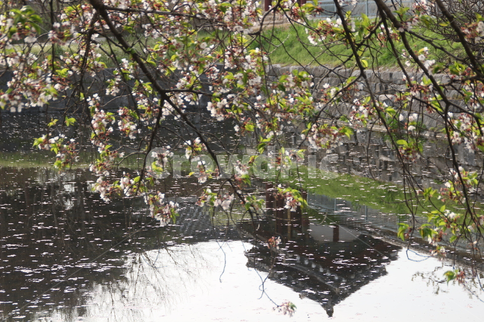 꽃,벚꽃,연못,명재고택,flower,cherryblossom,pond,myeongjae