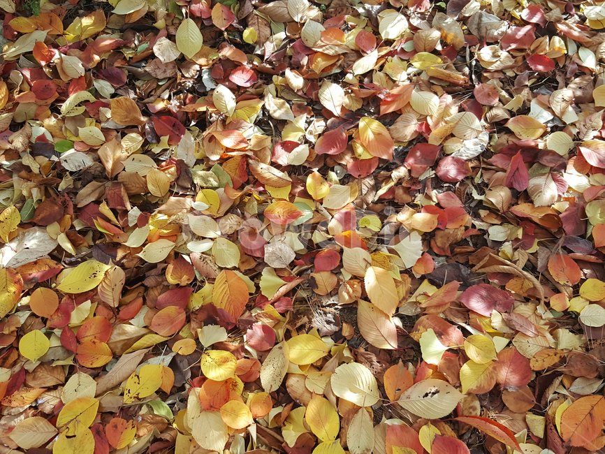 낙엽,가을,단풍,나뭇잎,자연,숲,가을,계절,fall,autumn,season,leaf,잎,plant,식물