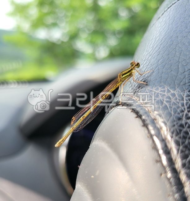 실잠자리,잠자리,곤충,동물,가늘다