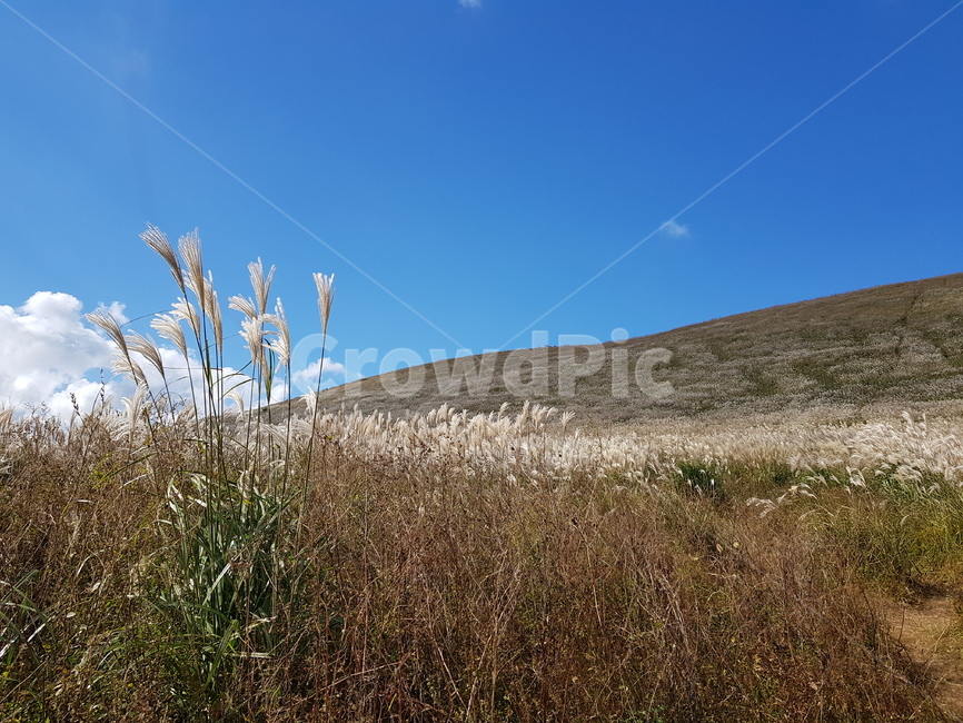 억새,억새밭,flamegrass,grass,새별오름,가을하늘,가을,계절,fall,autumn,season