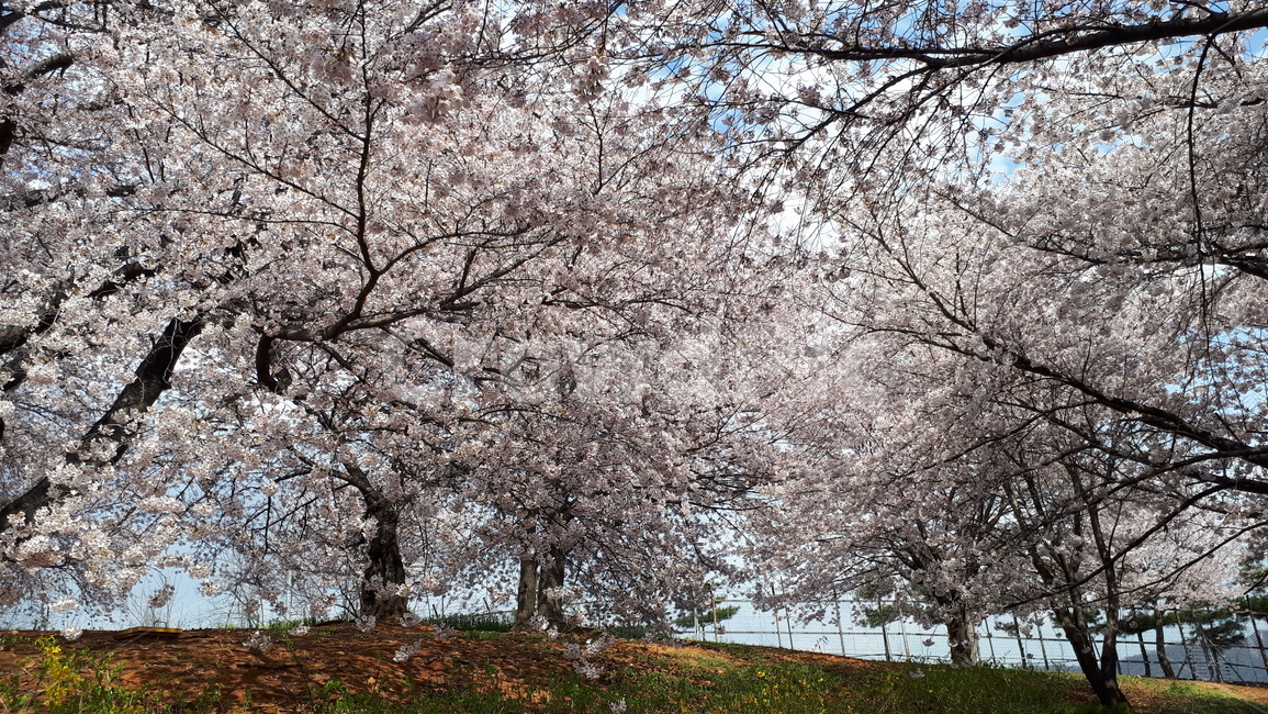 흐드러지게,만발,벚꽃,동산,봄,봄,계절,spring,season,plant,식물