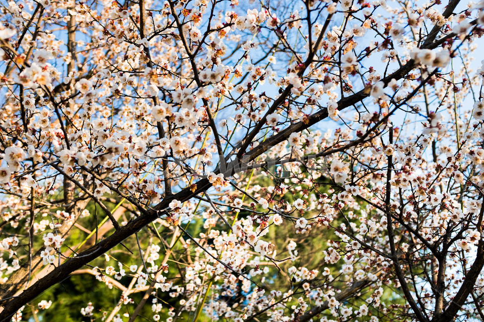 벚꽃,팝콘,팝콘꽃,팝콘벚꽃,봄,나무,tree,cherryblossom,popcorn