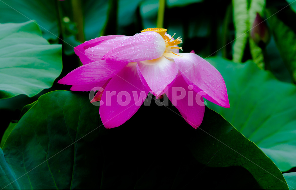 연꽃,연잎,문양,무늬,만개,식물,자연,plants,nature,꽃,flower