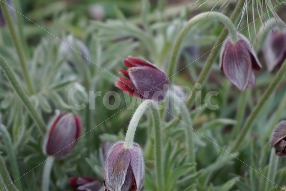 꽃,할미꽃,봄꽃,봄을상징하는꽃,flower,spring,봄의꽃,봄날,야생화,산에피는꽃,귀한꽃,식물,자연,plants,nature,꽃,flower