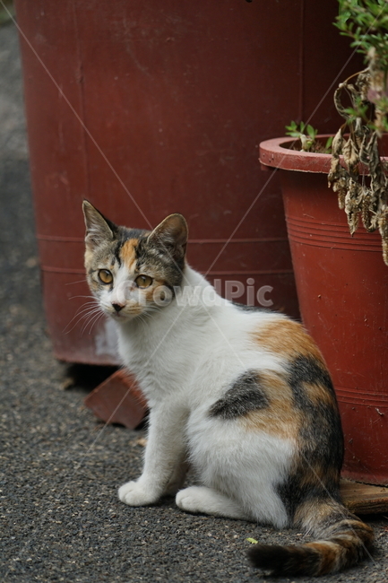 animal,동물,mammal,포유류,cat,고양이,pet,길냥이,동물,animal,포유류,mammal,고양이,cat,kitten,kitty