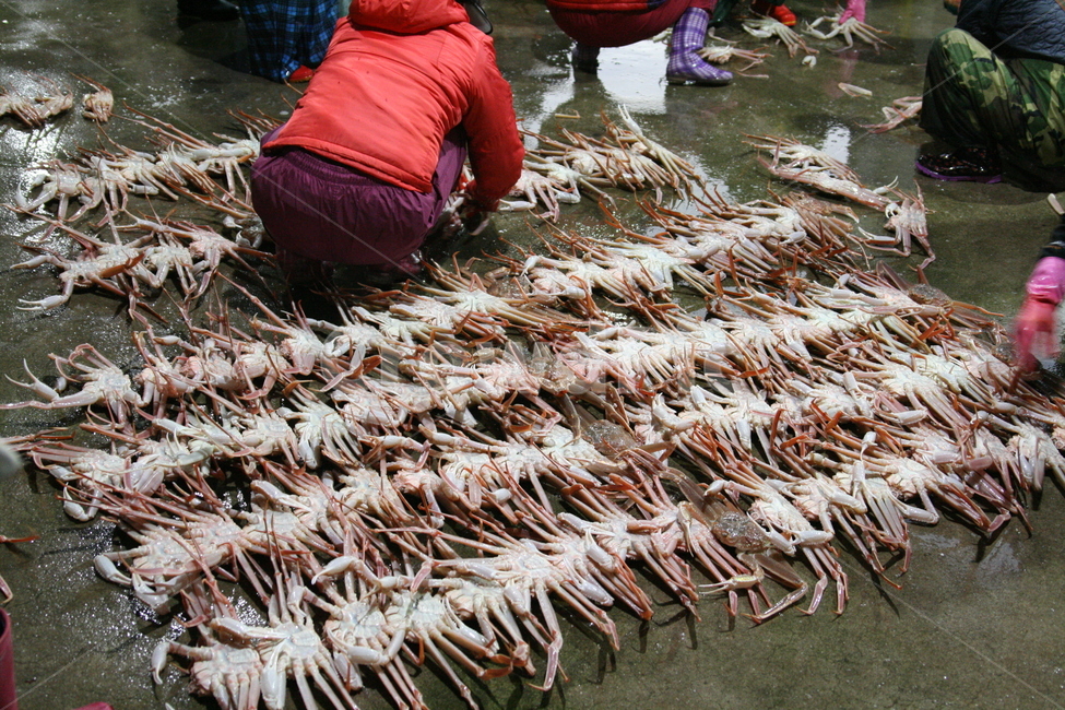 대게,홍게,박달대게,꽃게,랍스타,속초홍게,주문진홍게,박달홍게,수산시장,경매,어시장,새벽시장,노량진수산시장,후포리,울진대게,울진홍게,랍스터,킹크랩,영덕대게,황게,스노우크랩,붉은대게,시장,마트,마켓,market,mart,market place,음식,식재료,요리,food,cook,meal,dishes,food reserves,수산물,해산물,fishery products,seafood