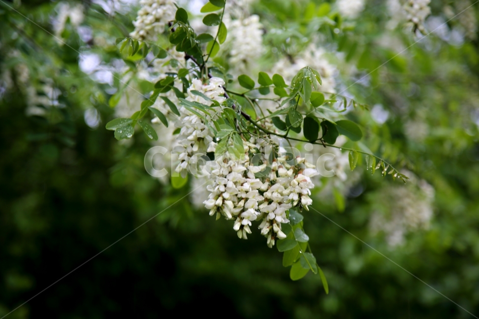 아카시아꽃,봄꽃,자연,풍경,아카시아향,식물,자연,plants,nature,꽃,flower