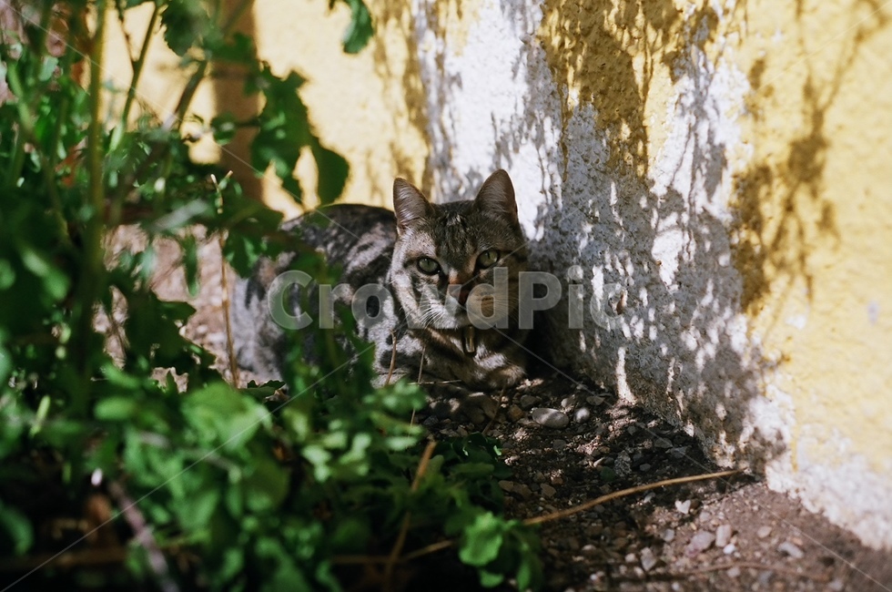 고양이,동물,야생동물,그림자,나무,tree,cat,동물,animal,포유류,mammal,고양이,cat,kitten,kitty