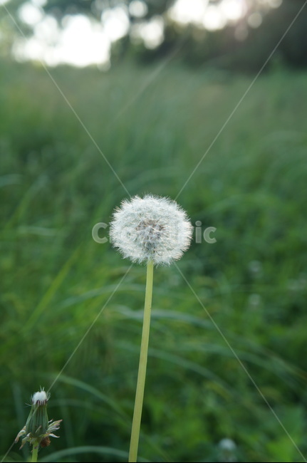민들레,민들레풀,풀밭,민들레씨,잔디민들레