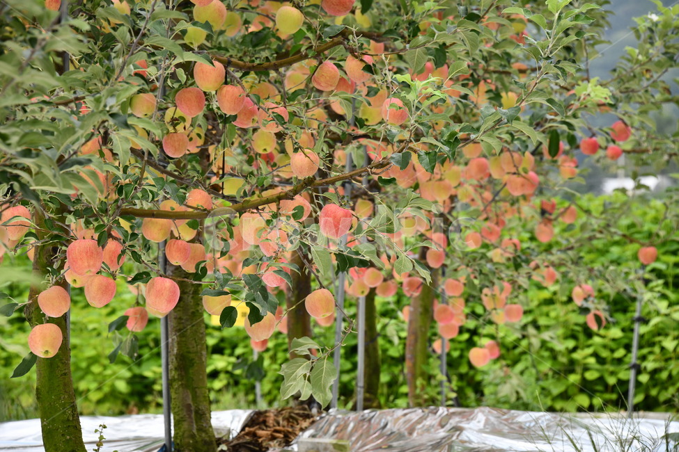사과,과수원,과일,apple,plant,food,식품,fruit,식물,과일,열매,fruit