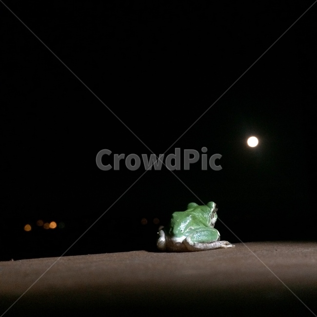개구리,달,밤,그리움,frog,moon,longing,night