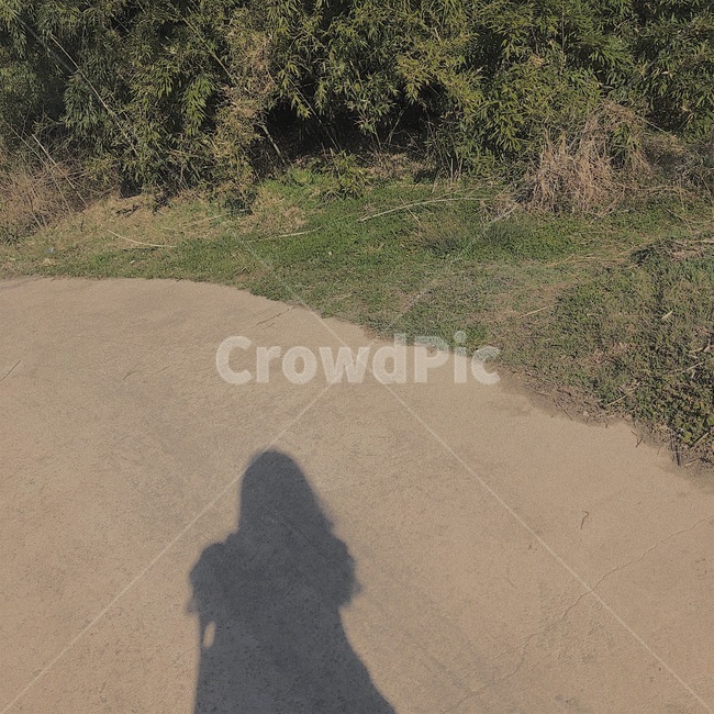 그림자,길,tree,shadow,나무