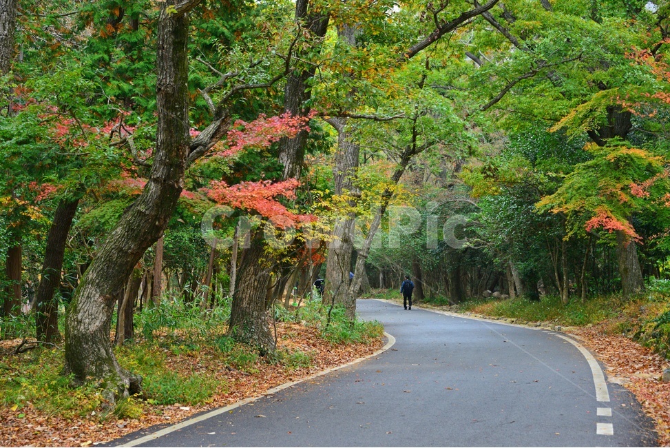 사찰,절,불교,유적지,문화재,nature,자연,outdoors,옥외,tree,나무,plant,식물,maple,human,인간,person,사람,asphalt,아스팔트,해남,대흥사,두륜산,해남대흥사,단풍,가을,대흥사가을,추색,만추,낙옆