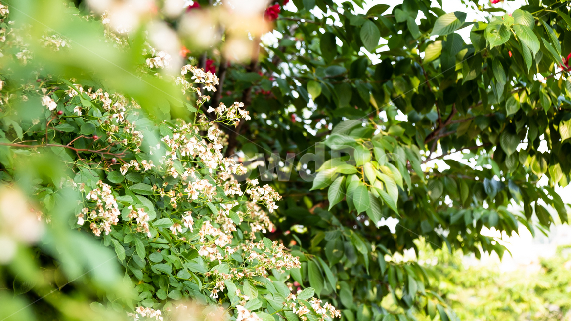 자연,나무,꽃,flower,tree,nature