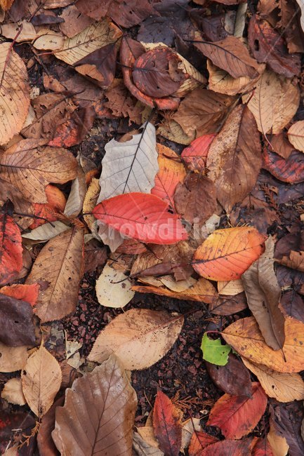 가을,낙엽,단풍,autumn,fall,nature,계절,season,나뭇잎,자연,식물,가을,계절,fall,autumn,season,leaf,잎,plant,tree,나무