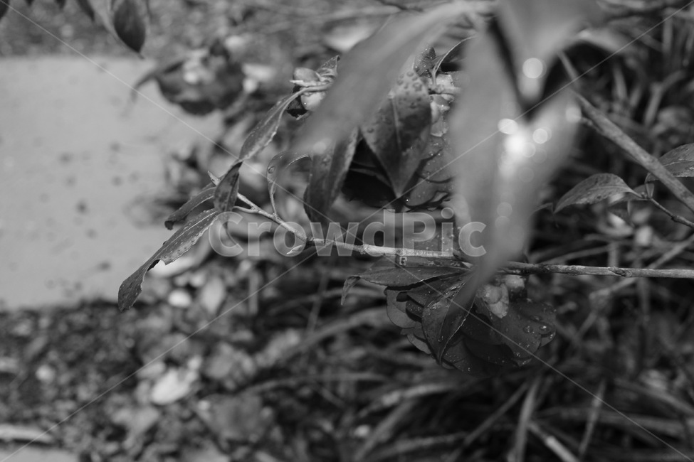 흑백,식물,자연,감성,외로움,고독함,monochrome,blackandwhite,흑백,모노톤,monochrome,black and white