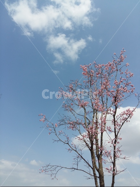 흰구름,파랑하늘,봄,벗꽃,핑크,봄바람,맑음,봄,계절,spring,season,식물,자연,plants,nature,꽃,flower