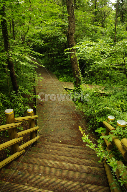 길,나무,숲,제주,식물,자연,풍경,nature,landscape,path,통로