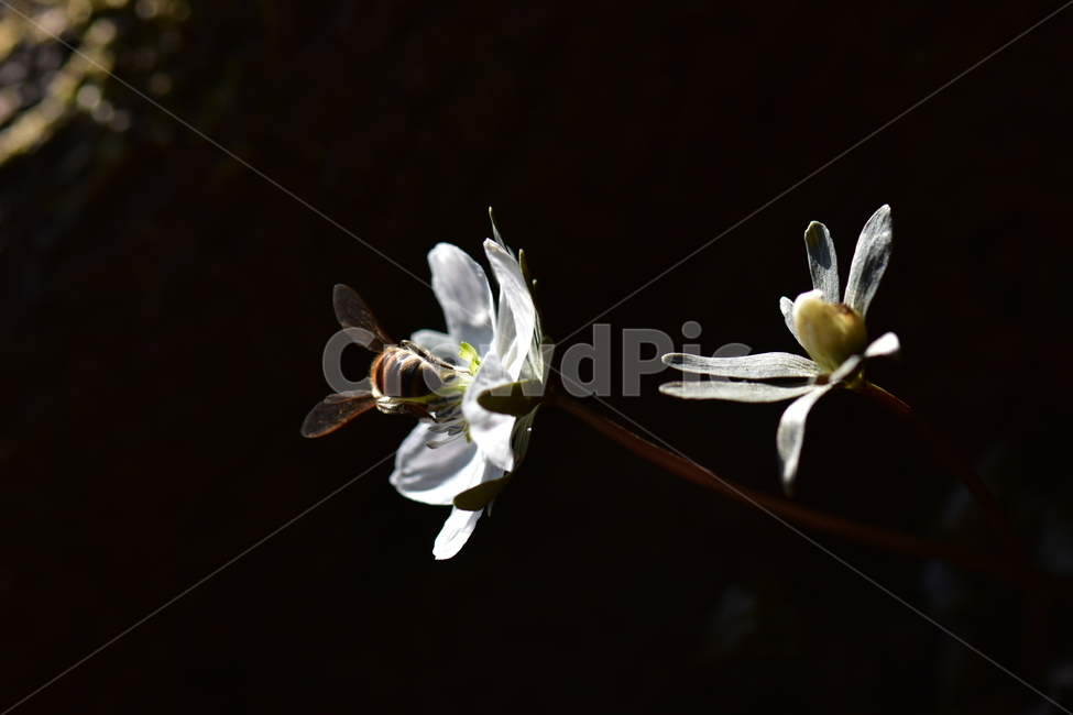바람꽃,야생화,이른봄,은련화,흰색,다년생,식물,자연,plants,nature,꽃,flower