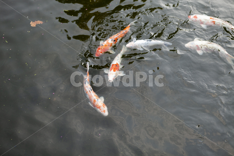 잉어,유영,자연,먹이,공원,동물,animal,어류,물고기,fish