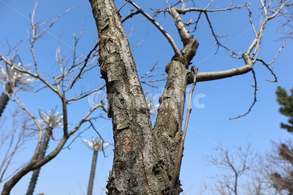 나무,tree,나무몸통,앙상한나무,가을