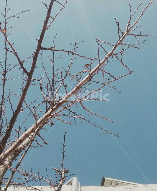 가을,나뭇가지,감섬,하늘,동네,여유,계절,풍경,따스함,겨울,계절,winter,season,식물,자연,plants,nature,나무,trees,wood