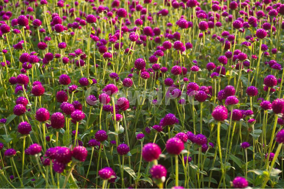 천일홍,꽃,풍경,빛,해,아침,식물,자연,plants,nature,꽃,flower