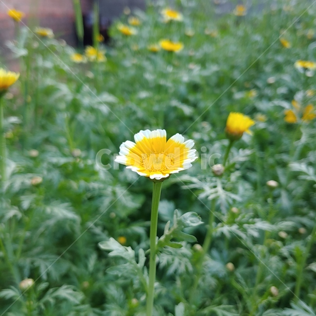 쑥,쑥갓꽃,꽃,노란꽃,쑥갓,풀,flower