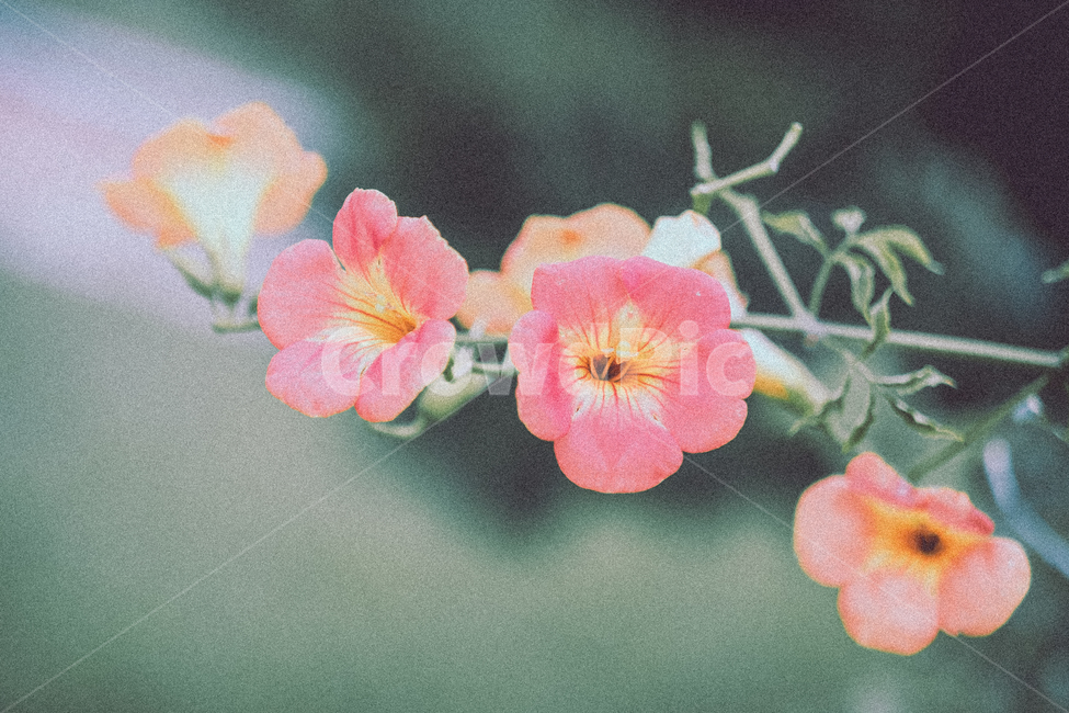꽃,능소화,감성,필름,식물,식물,자연,plants,nature,꽃,flower,감성,sensible,feeling