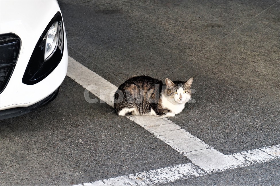 길고양이,길양이,고양이,동물,waycats,cats,cat,주차징,동물,animal,포유류,mammal,고양이,cat,kitten,kitty