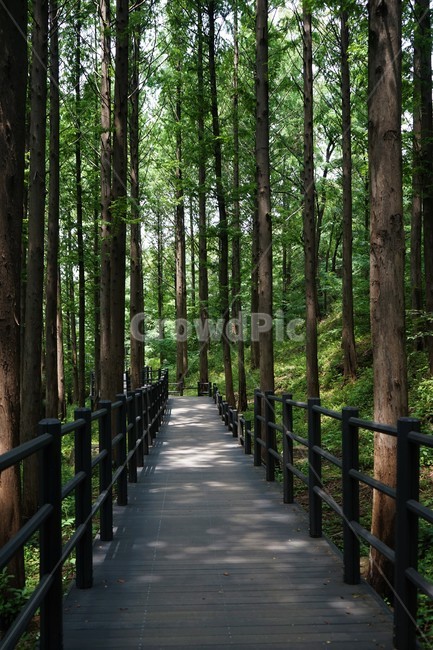 숲,자연,그늘,나무,녹음,녹색,forest,nature,shodow,trees,green,힐링,휴식,시원함,고요함,healing,relaxation,cool,calm,forestbathing,freshness,산책로,메타세쿼이아,여름,목책,무장애길,안산,자락길,자연,풍경,nature,landscape,handrail,난간,banister