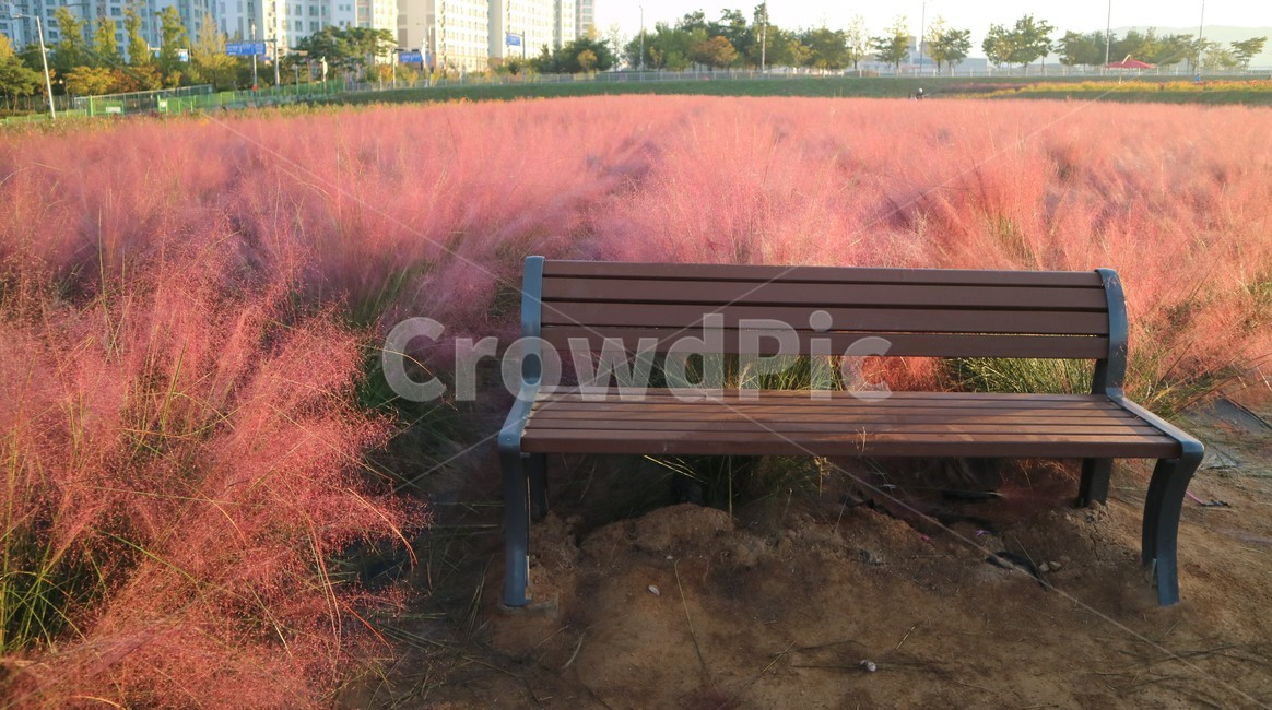 핑크,뮬리,핑크뮬리,벤치,풍경,가을,계절,fall,autumn,season,자연,풍경,nature,landscape,한국자연풍경,한국자연경관,korea nature landscape,furniture,가구,bench,park bench,공원 벤치