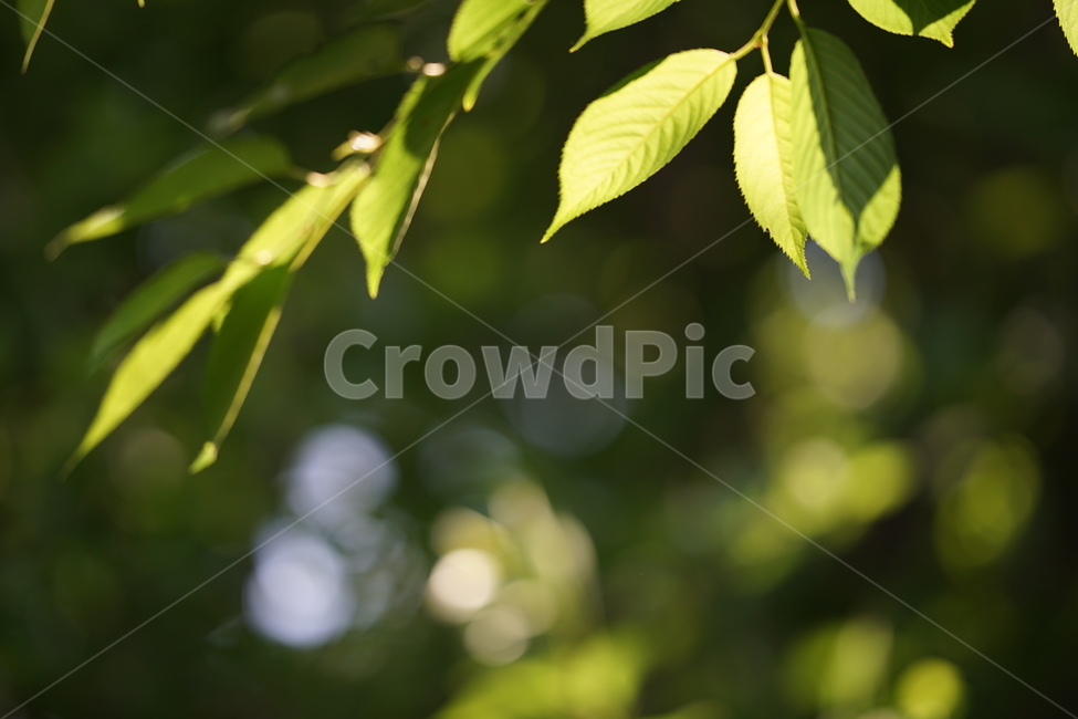 식물,자연,잎,녹색,그린,색감,생명,감성,빛,느낌,식물,자연,plants,nature