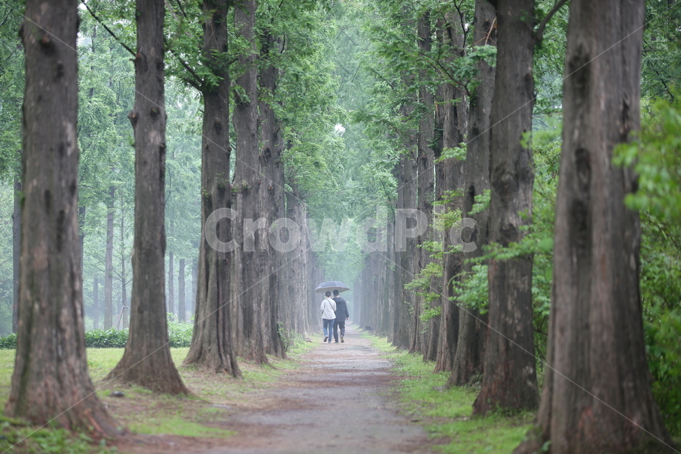 나무숲,숲길,낙엽송길,비오는날숲길,힐링산책길,자연,풍경,nature,landscape