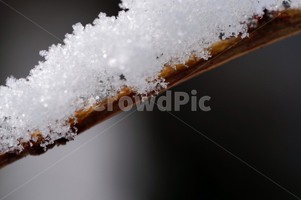 한국자연,겨울,계절,자연,korea,winter,season,nature,snow,눈,흰눈,눈내린,눈이내린,눈오는,눈쌓인,눈이쌓인,풍경,landscape,얼음,얼다,추위,춥다,추운,cold,식물,plants,강아지풀,겨울눈,겨울풀,잡초,풀,스냅,스냅사진,snap,snapshot,감성,감성사진,접사,macro,나무,나뭇가지,ice,겨울,계절,winter,season