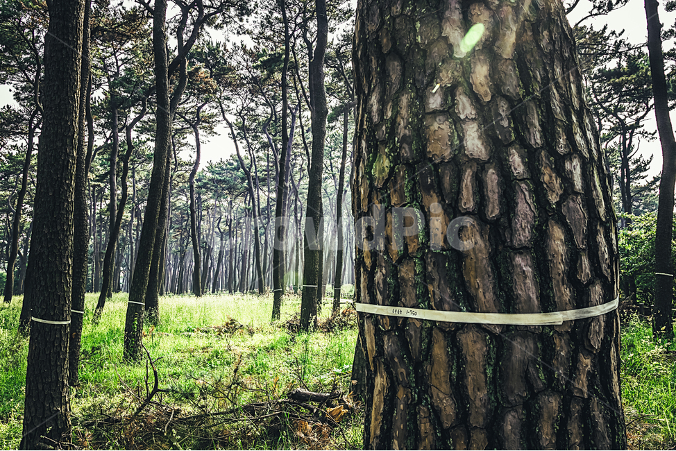 소나무,공원,산책,오솔길,trail,pinetree,bench,park,햇살,sunshine,nature,자연,자연,풍경,nature,landscape,식물,plants,나무,trees,wood,plant,tree,tree trunk,나무 줄기