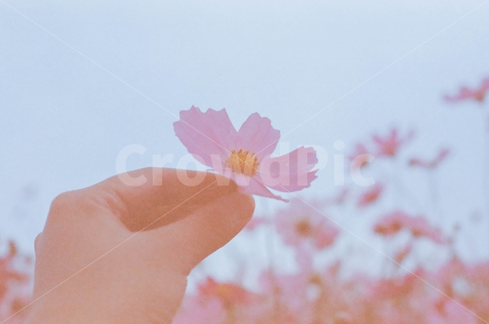 코스모스,분홍코스모스,빈티지,필름사진,하늘,가을,계절,fall,autumn,season,식물,자연,plants,nature,꽃,flower,사람,인물,인간,human,person,신체일부,몸,body,감성,sensible,feeling,plant,blossom,petal,꽃잎