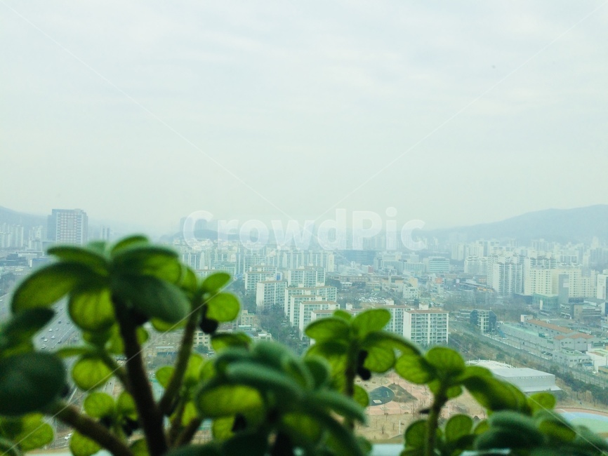 plant,식물,옥외,경치,풍경,도시,city,허브