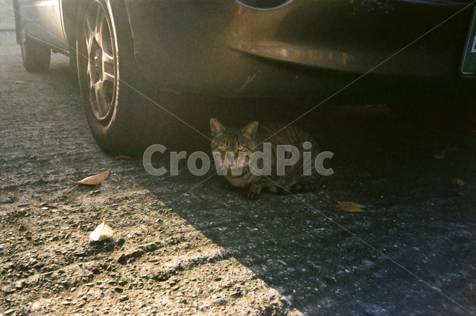고양이,길고양이,캣,cat,고냥이,필름,동물,animal,포유류,mammal,고양이,cat,kitten,kitty