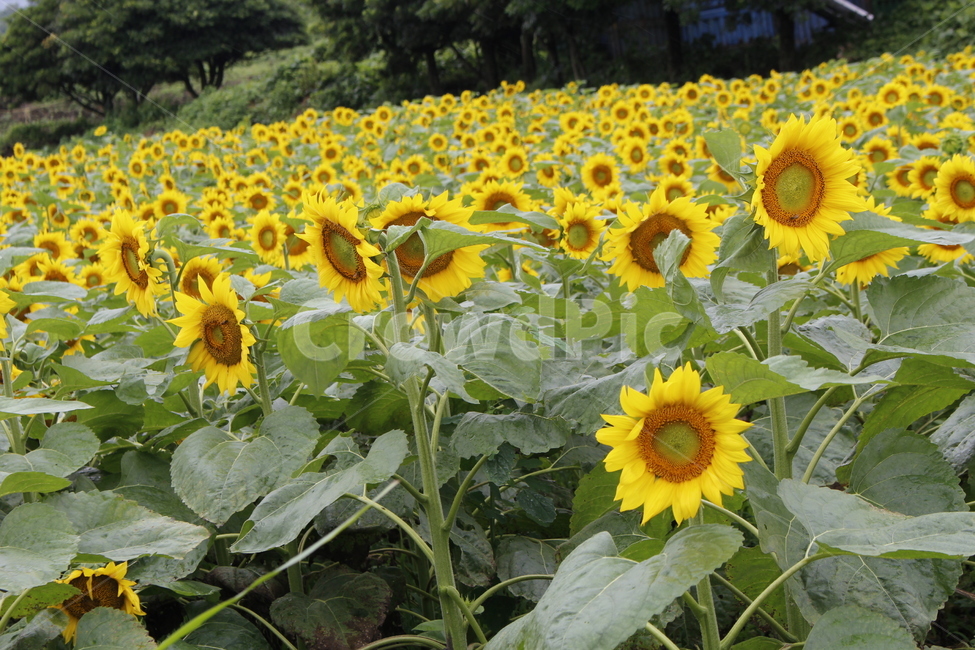 꽃,해바라기,꽃밭,해바리가밭,노란꽃,식물,자연,plants,nature,꽃,flower