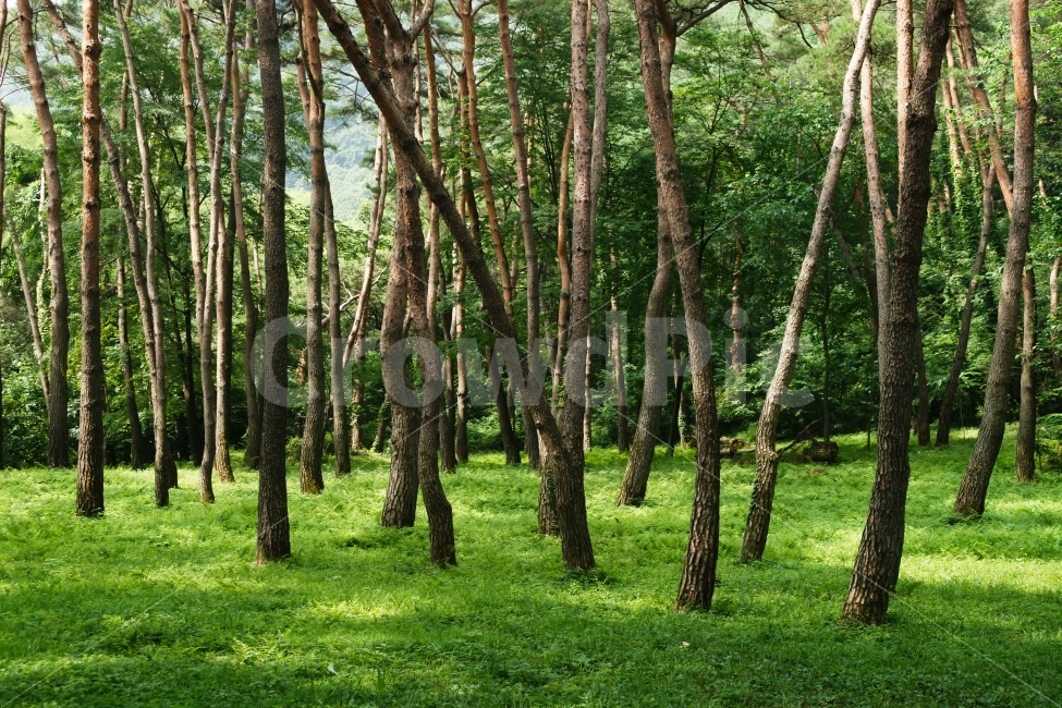 여름,솔밭,솔숲,소나무,녹색,금강송,자연,풍경,nature,landscape,tree,나무,plant,식물,tree trunk,나무 줄기