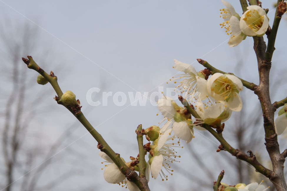 식물,꽃,flower,plant,blossom,봄,spring,계절,season,자연,nature,감성,봄꽃