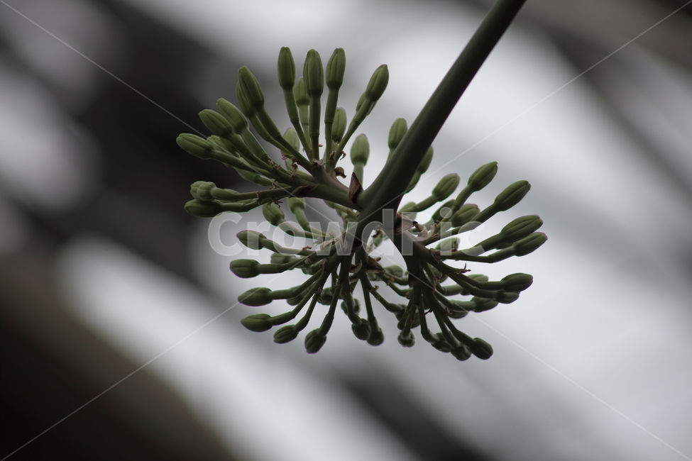 선인장,꽃,식물,flower,plant,식물,자연,plants,nature