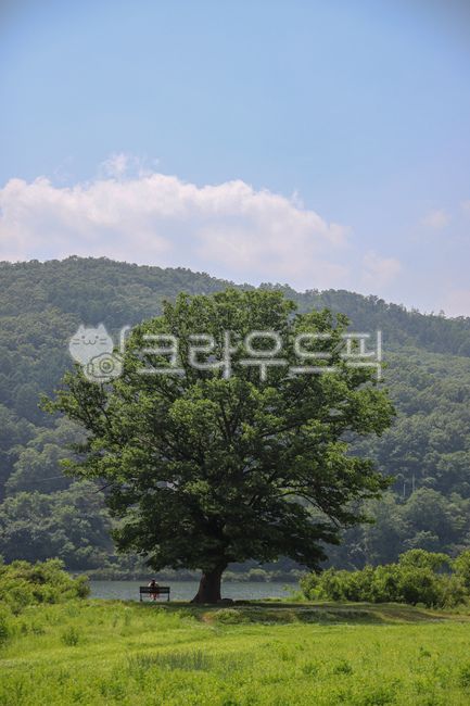 green,Alone tree,nature,tree,spring scenery,riverside