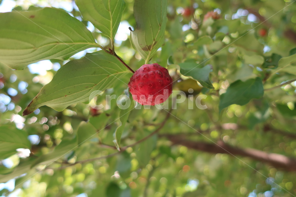 plant,식물,fruit,과일,산딸기,raspberry,과일,열매,fruit