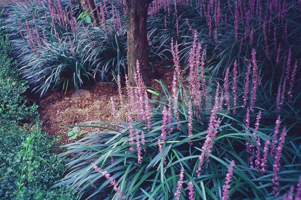 맥문동,지피식물,맥문동꽃,감성,필름사진,식물,자연,plants,nature,꽃,flower,감성,sensible,feeling,색깔,색상,색채,색감,color sense,color sensitivity,feeling of color