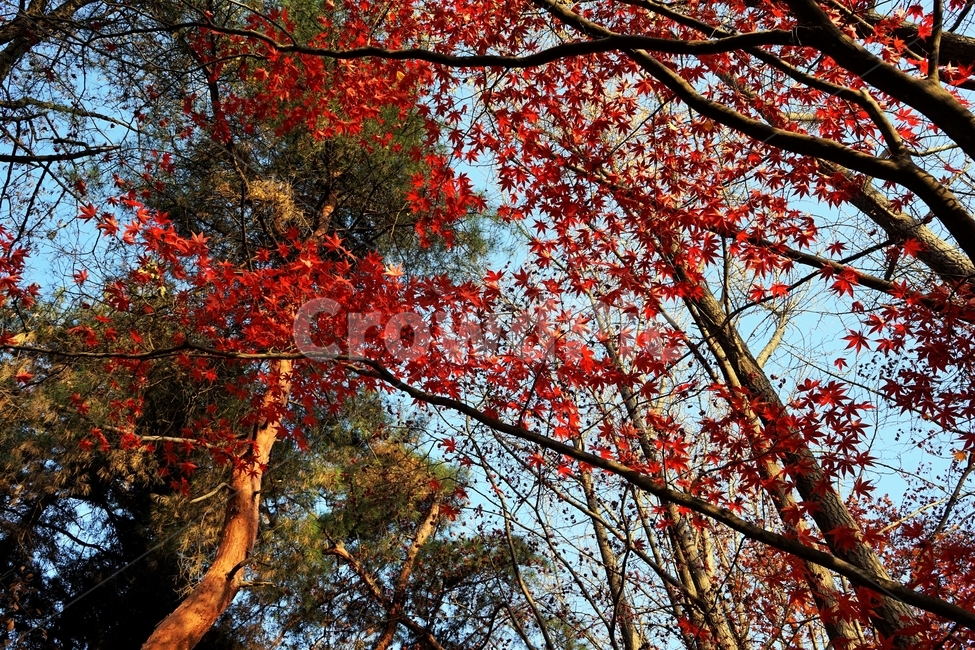 가을,단풍,단풍나무,붉은색,자연,화려함,가을풍경,autumn,fall,autumnleaves,plant,nature,계절,나무,븕은색,maple,red,season,colorful,느낌,감성,trees,branches,울긋불긋,자연autumn,mapletree,가을,계절,fall,autumn,season,식물,자연,plants,nature,나무,trees,wood,leaf,잎,tree