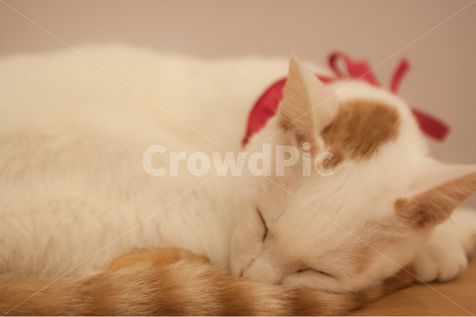 고양이,cat,동물,animal,반려동물,반려묘,고양이카페,catcafe,입양,유기묘,동물,animal,포유류,mammal,고양이,cat,kitten,kitty